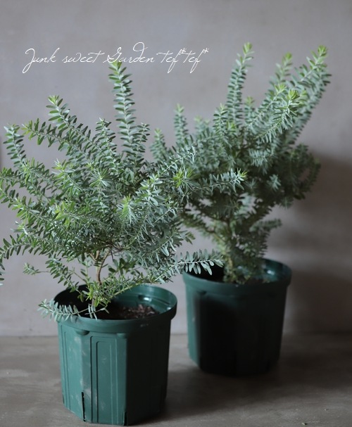 ���ե����������إ֥롼�֥å����