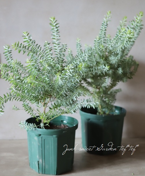 ���ե����������إ֥롼�֥å����