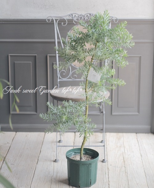 ���ե����������إ֥롼�֥å����