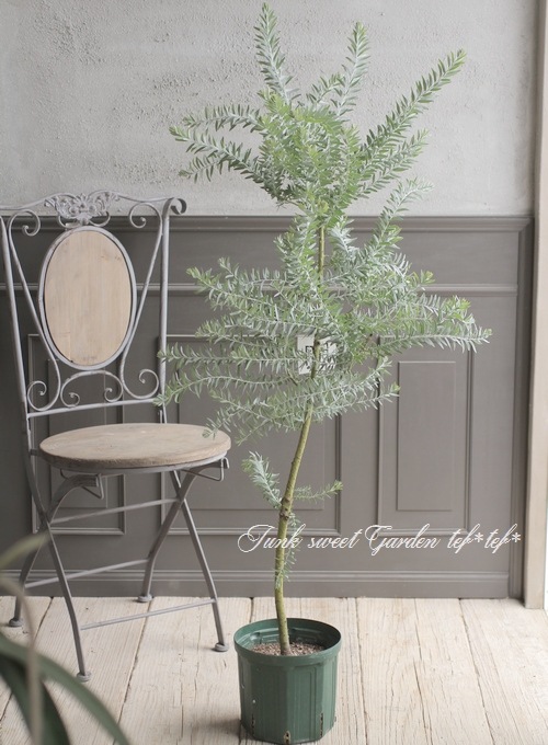 ���ե����������إ֥롼�֥å����