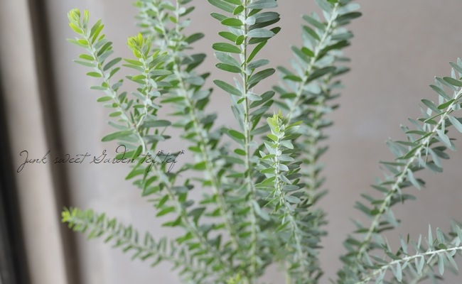 ���ե����������إ֥롼�֥å����