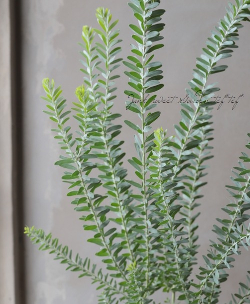 ���ե����������إ֥롼�֥å����