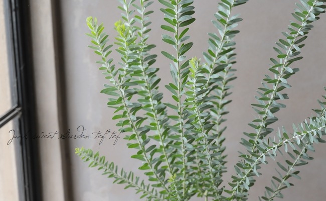 ���ե����������إ֥롼�֥å����