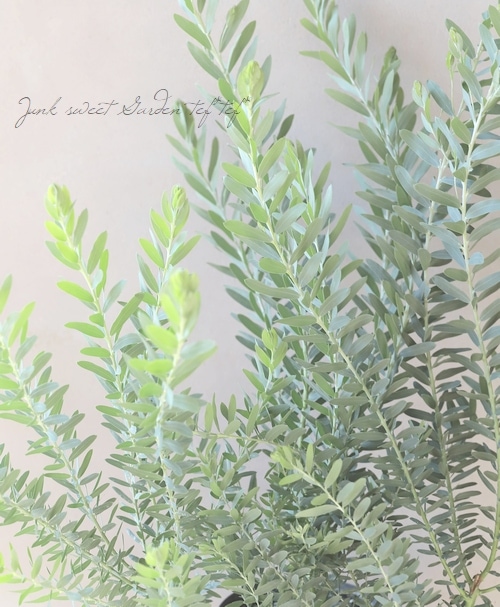 ���ե����������إ֥롼�֥å����