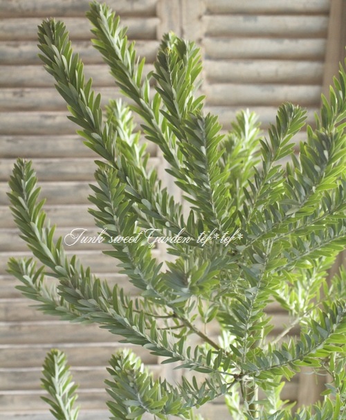 ���ե����������إ֥롼�֥å����