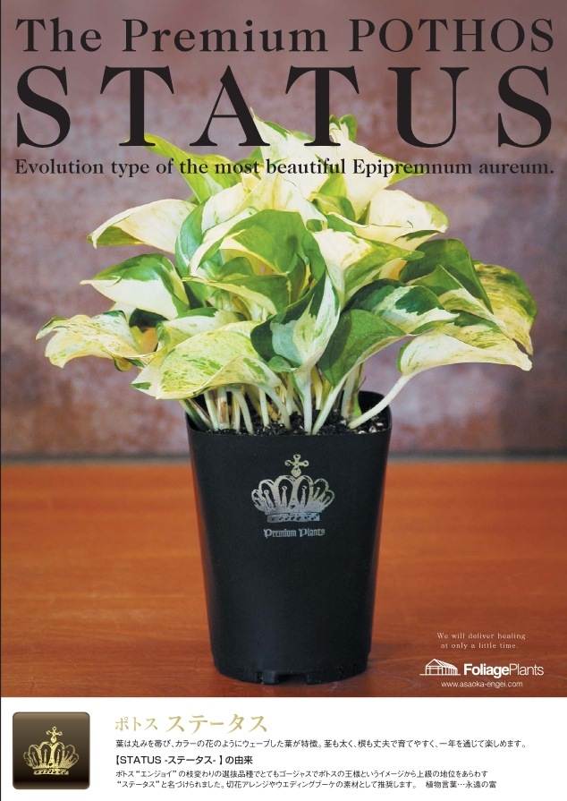 観葉植物】 ポトス 『ステータス』 特大株 | すべての商品 | | Junk