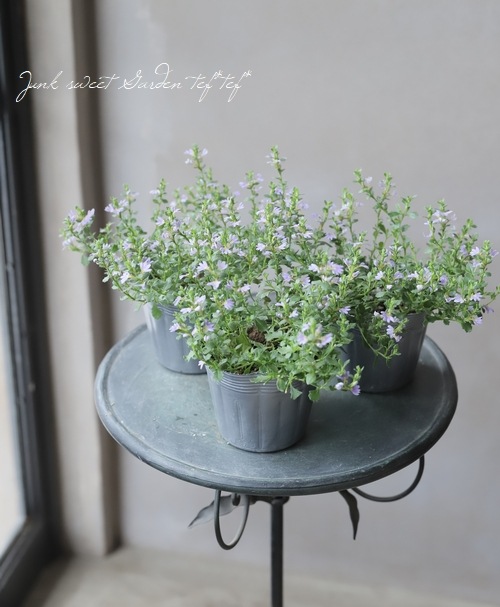 小輪スカエボラ 『ブルーファンミニ』 | すべての商品 | | Junk sweet