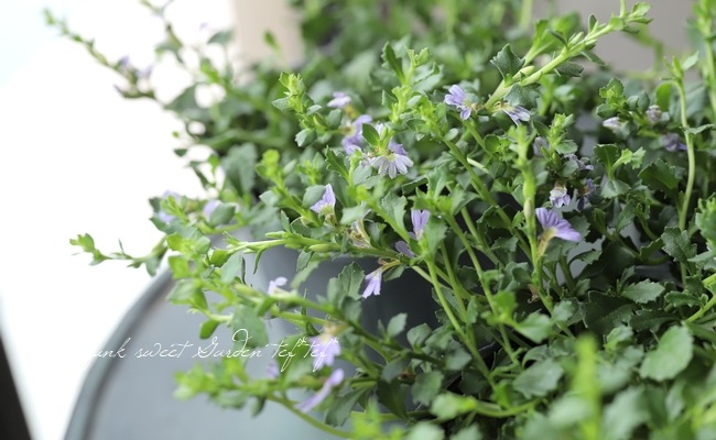 小輪スカエボラ 『ブルーファンミニ』 | すべての商品 | | Junk sweet