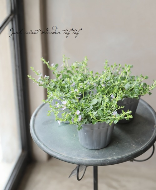 小輪スカエボラ 『ブルーファンミニ』 | すべての商品 | | Junk sweet