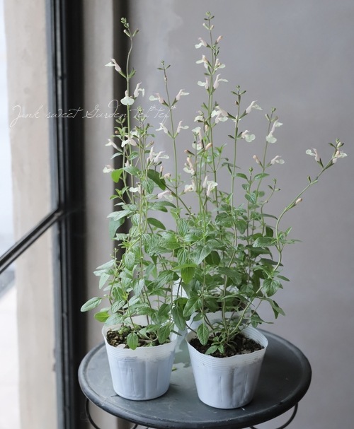 5_000000014458.jpg?1678209903 