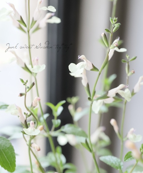 チェリーセージ 『ムーンライト・セレナーデ』 | すべての商品  