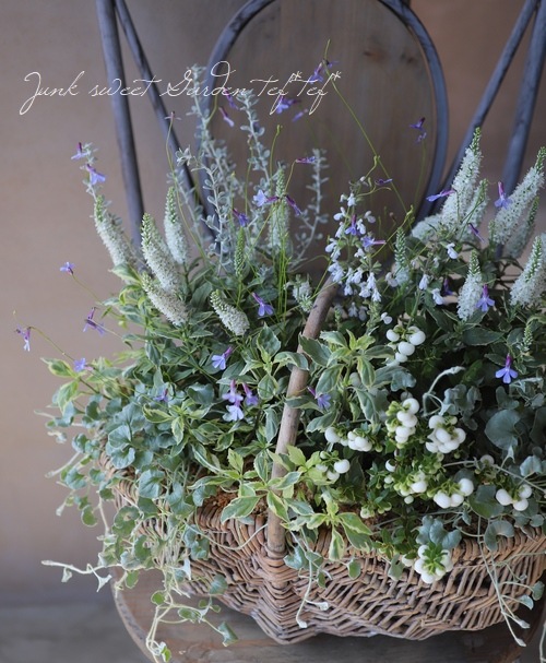 ������ɺ��٥��˥����إ��㡼���åȡ�