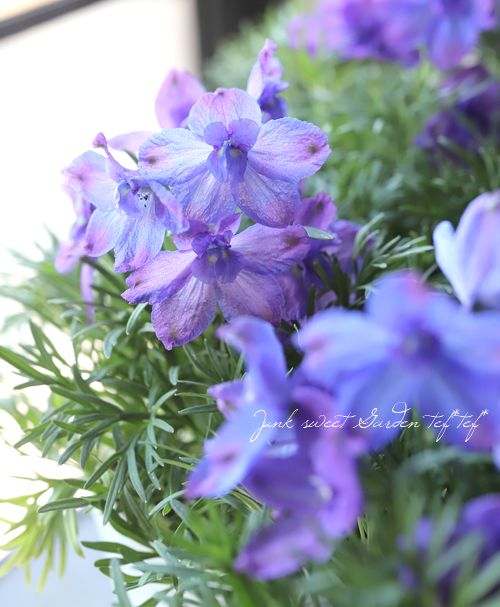 �ǥ�ե��˥��ࡡ�إϥ󥭡��ɥ꡼�١��֥롼