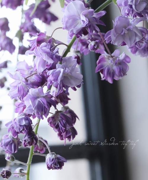 牡丹藤 『八重黒龍 -ヤエコクリュウ-』 【植え込み用】 | すべての商品