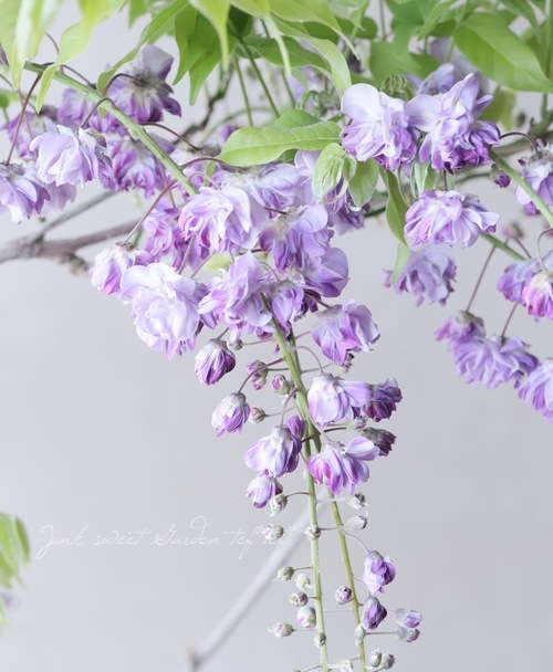 PALページ　藤　黒龍藤 Amazon.co.jp: 八重黒龍藤（ヤエコクリュウフジ） : DIY・工具・ガーデン