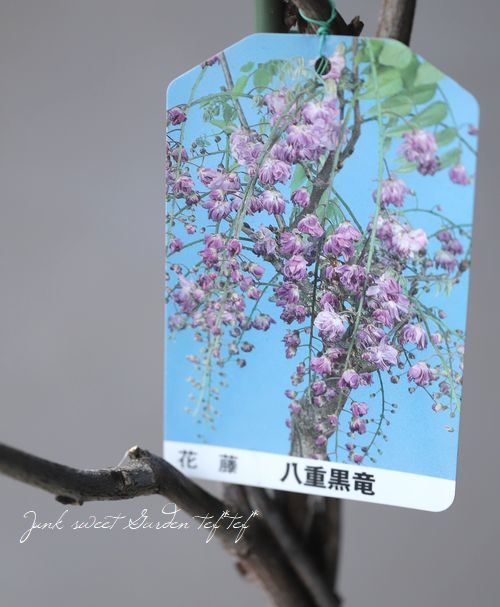牡丹藤 『八重黒龍 -ヤエコクリュウ-』 【植え込み用】 | すべての商品