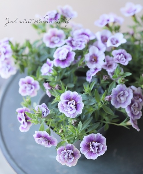 ����֥饳�������Υ��֥륷�꡼�����إ��졼�ץե���