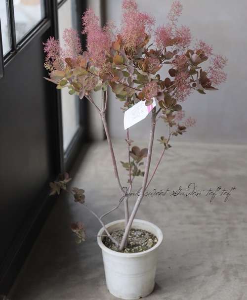 スモークツリー 『マゼンタ』 【23】 | すべての商品 | | Junk sweet