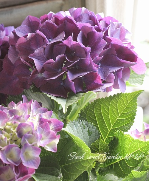 秋色紫陽花品種 『レッドビューティ』 ブルー | すべての商品 | | Junk