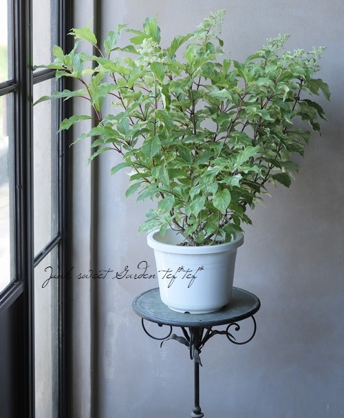 希少 斑入りノリウツギ 雪化粧 ピラミッド紫陽花 すべての商品 Junk Sweet Garden Tef Tef