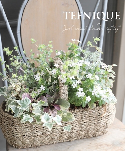 寄せ植え】-TEFNIQUE-寄せ植え 2021 * no.5 * 『夏の爽やかバスケット