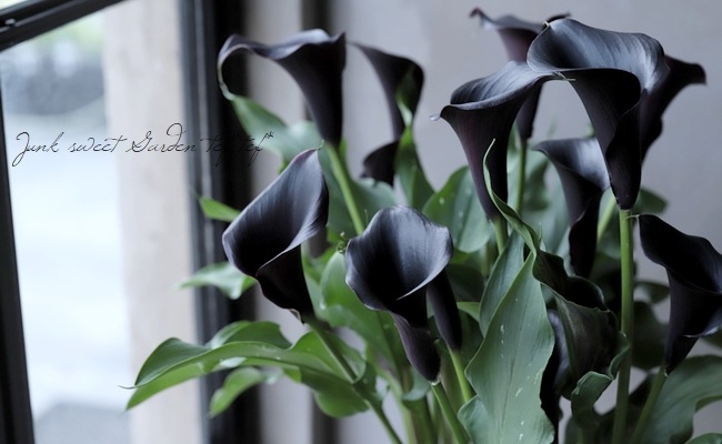 �ڵ庬��ʪ�� ���顼 �إ���ץƥ�٥�å���
