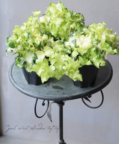 ヘデラ ヘリックス ムーンライト すべての商品 Junk Sweet Garden Tef Tef