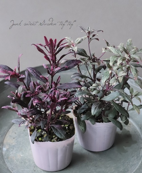 �����ꥭ�󥮥祽�����إ֥��롼�����