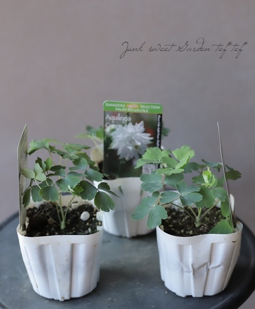 八重咲きオダマキ 『グリーンアップルズ』 | すべての商品 | | Junk