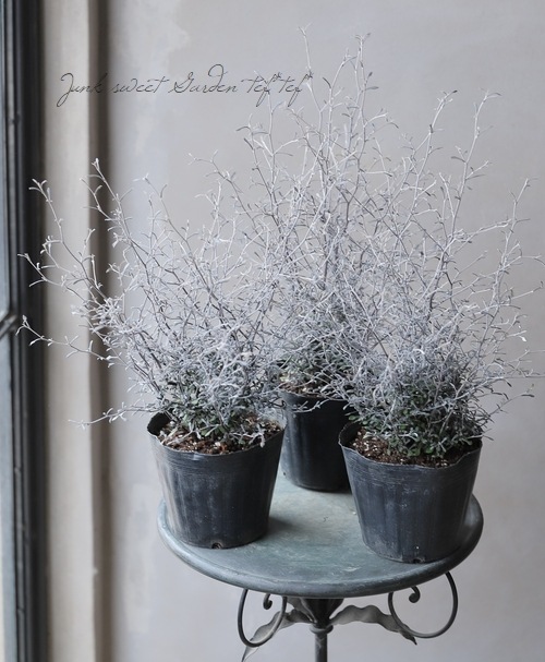 コロキア・コトネアスター 『ワイヤースター』 | すべての商品