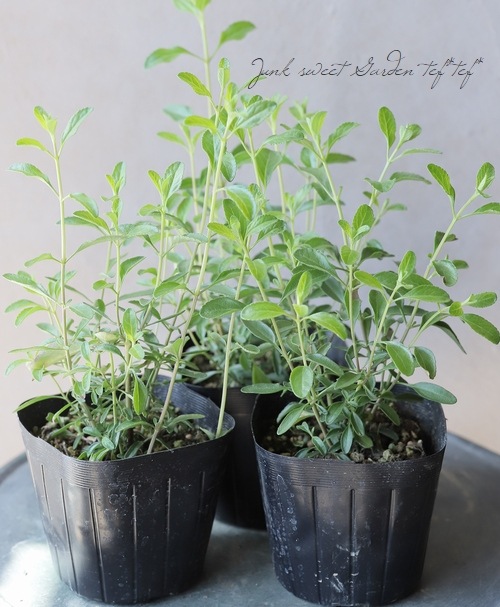 宿根サルビア ナイトモス チェリーセージ すべての商品 Junk Sweet Garden Tef Tef