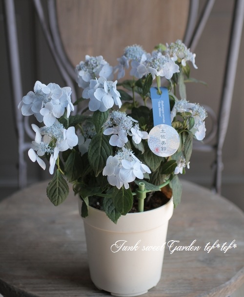 吉岡麗子さん】 山紫陽花 『土佐美鈴 ブルー』 | Flower Species