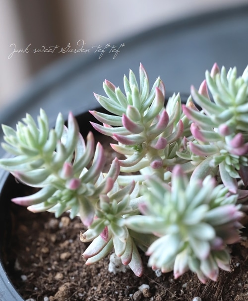 ��¿����ʪ�ۥ����� �إ���쥪��ӡ�