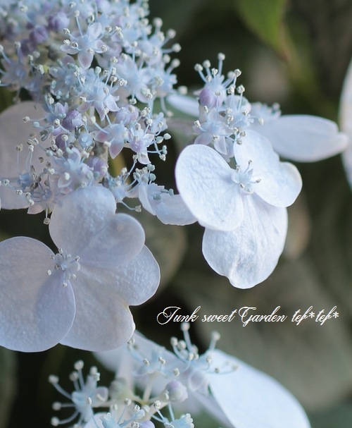 吉岡麗子さん】 山紫陽花 『土佐美鈴 ブルー』 | Flower Species