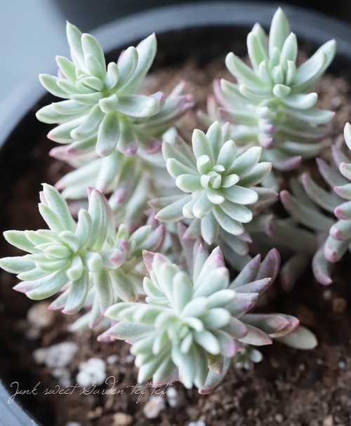 ��¿����ʪ�ۥ����� �إ���쥪��ӡ�