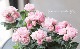 �ߥ˥Х顡�إС��ӡ�������ʡ�
