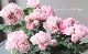�ߥ˥Х顡�إС��ӡ�������ʡ�