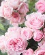 �ߥ˥Х顡�إС��ӡ�������ʡ�