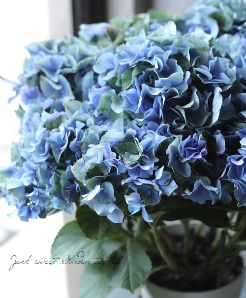 12.紫陽花　パリ　10株セット　開花予定株　送料込み 4_000000017658.jpg?1678209903