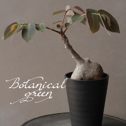 塊根植物 CAUDEX コーデックス フィランナス 『ミラビリス』 E