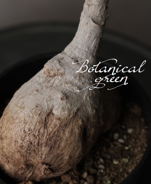 塊根植物 CAUDEX コーデックス フィランナス 『ミラビリス』 E