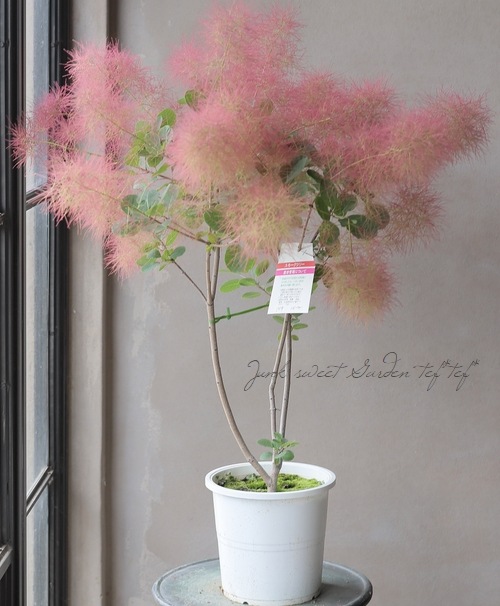 スモークツリー 『ルビーファー』 【159】2022 | すべての商品