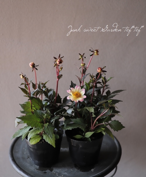 宿根・銅葉プチダリア 『ピーチラバーズ』 | すべての商品 | | Junk