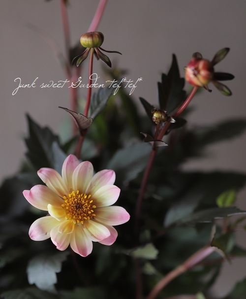 銅葉プチダリア　　ピーチラバーズ②ポット苗木村園芸　特定記録付き発送 楽天市場】予約販売 ダリア 苗 銅葉ぷちダリア ピーチラバーズ 10.5cm