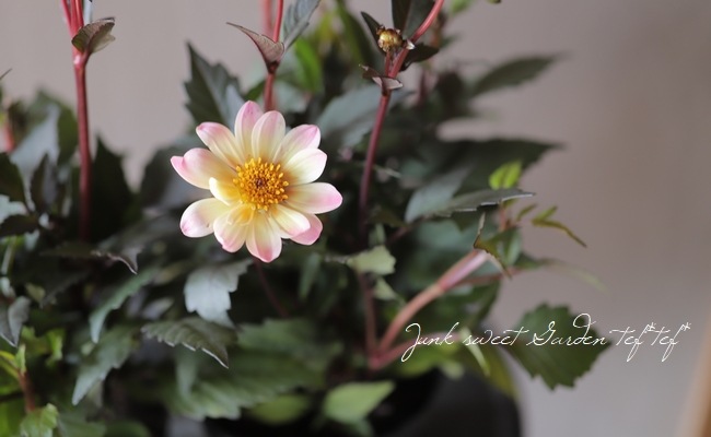 宿根・銅葉プチダリア 『ピーチラバーズ』 | すべての商品 | | Junk