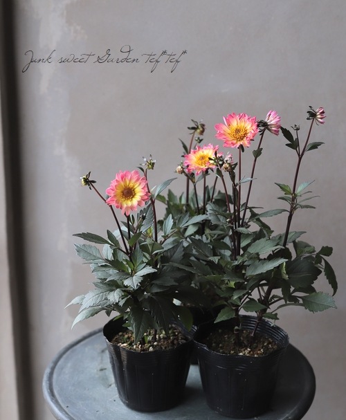 銅葉プチダリア　　ピーチラバーズ②ポット苗木村園芸　特定記録付き発送 楽天市場】予約販売 ダリア 苗 銅葉ぷちダリア ピーチラバーズ 10.5cm