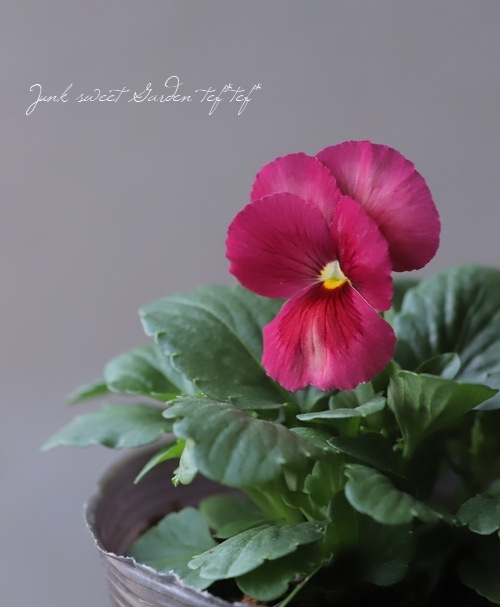 ���إѥ󥸡����ߤ�ӡ��إ��塼�ƥ������ץꥳ�åȡ�