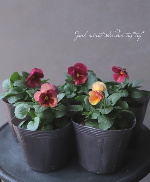 ���إѥ󥸡����ߤ�ӡ��إ��塼�ƥ������ץꥳ�åȡ�