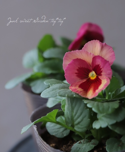 ���إѥ󥸡����ߤ�ӡ��إ��塼�ƥ������ץꥳ�åȡ�