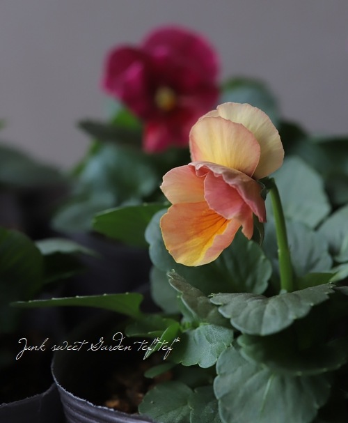 ���إѥ󥸡����ߤ�ӡ��إ��塼�ƥ������ץꥳ�åȡ�